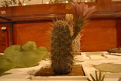 A lampworked glass model of a cactus, part of Leopold and Rudolf Blaschka's Glass Flowers collection at the Harvard Museum of Natural History