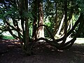 The St Roche's Arboretum at West Dean, West Sussex, UK