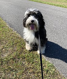 Seated four-year-old female Tibetan Terrier TibetanTerrier.jpg