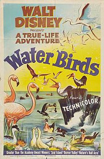 <i>Water Birds</i> 1952 film