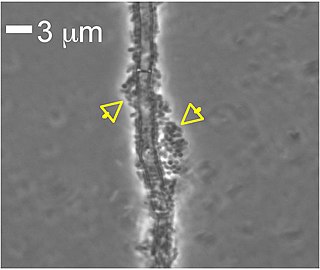 <i>Lysobacter</i> Genus of bacteria