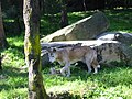 A Dingo at Taronga Zoo, Sydney