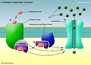 <span class="mw-page-title-main">G protein-gated ion channel</span>