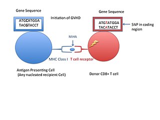 <span class="mw-page-title-main">Minor histocompatibility antigen</span>