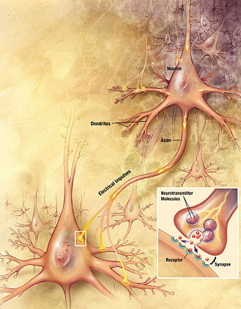 Illustration of the elements incorporated in synaptic transmission. An action potential is generated and travels down the axon to the axon terminal, where it is released and provokes a neurotransmitter release that acts on the post-synaptic end. Chemical synapse schema.jpg