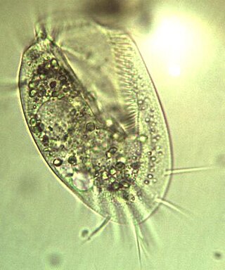 <span class="mw-page-title-main">Spirotrich</span> Class of single-celled organisms