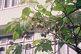 <i>Cyphomandra</i> Extinct genus of flowering plants