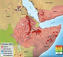 Desert locust swarm map, Oct 2020, FAO.jpg