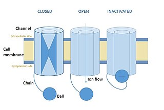 <span class="mw-page-title-main">Ball and chain inactivation</span> Model in neuroscience