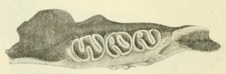 <i>Hypogeomys australis</i> An extinct rodent from central and southeastern Madagascar