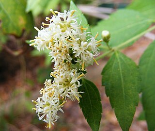 <i>Calea ternifolia</i> Species of plant