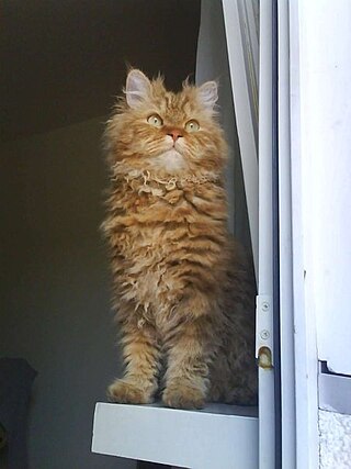 <span class="mw-page-title-main">Selkirk Rex</span> Breed of cat