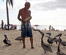 Pelicans being fed on Crash Boat