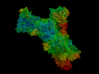 Plasma membrane Ca<sup>2+</sup> ATPase Transport protein