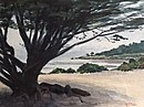 HOGlidden-Tree-at-Beach.jpg