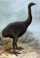 Restoration from 1907 Megalapteryx.png