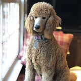 Café au Lait Standard Poodle