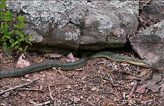 Speckled kingsnake Species of snake