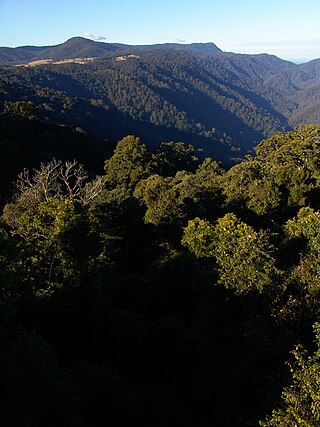 <span class="mw-page-title-main">Dorrigo Plateau</span> Area of Australia