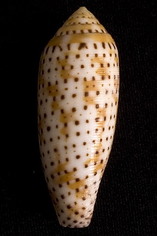 <span class="mw-page-title-main">Hermes (gastropod)</span> Subgenus of gastropods