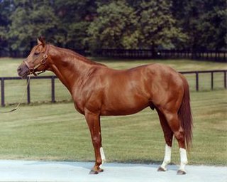 <span class="mw-page-title-main">Secretariat (horse)</span> 1973 US Triple Crown of Thoroughbred Racing winner