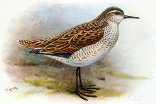 <span class="mw-page-title-main">Christmas sandpiper</span> Extinct species of bird