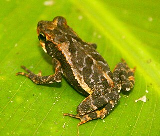 <i>Incilius melanochlorus</i> Species of Central American toad in the family Bufonidae