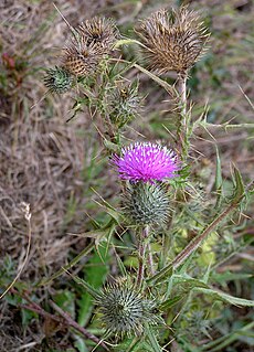 <i>Cirsium</i> Genus of flowering plants in the daisy family Asteraceae