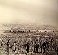 Carski vinogradi, Gnojnice 1898. godine