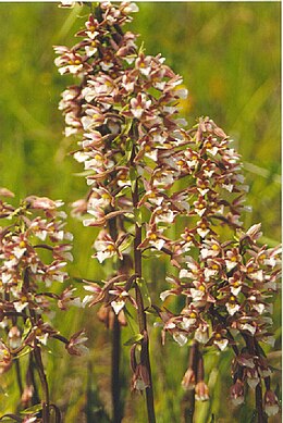 Pelkinis skiautalūpis (Epipactis palustris)