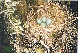 Smilginio strazdo (Turdus pilaris) lizdas