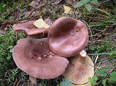 Piengrybis (Lactarius sp.)