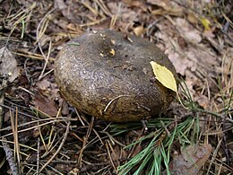 Juodasis grūzdas (Lactarius turpis)