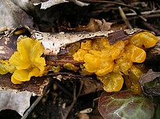 Raukšlinis žiūrytis (Tremella mesenterica)