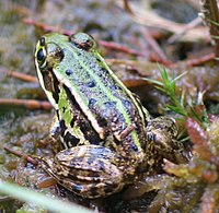 Mažoji kūdrinė varlė (Rana lessonae)