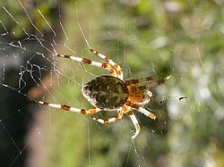 Krusta zirneklis (Araneus diadematus)