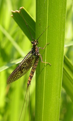 Parastā viendienīte (Ephemera vulgata)