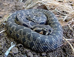 ארץ-ישראלדיקער וויפער Vipera palastina