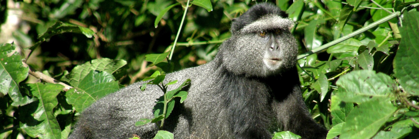 Kakamega Rainforest