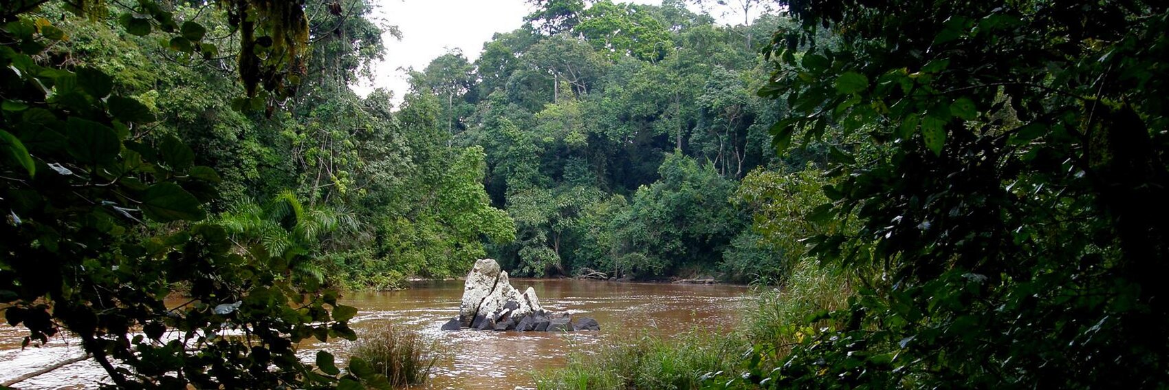 Kakamega Rainforest