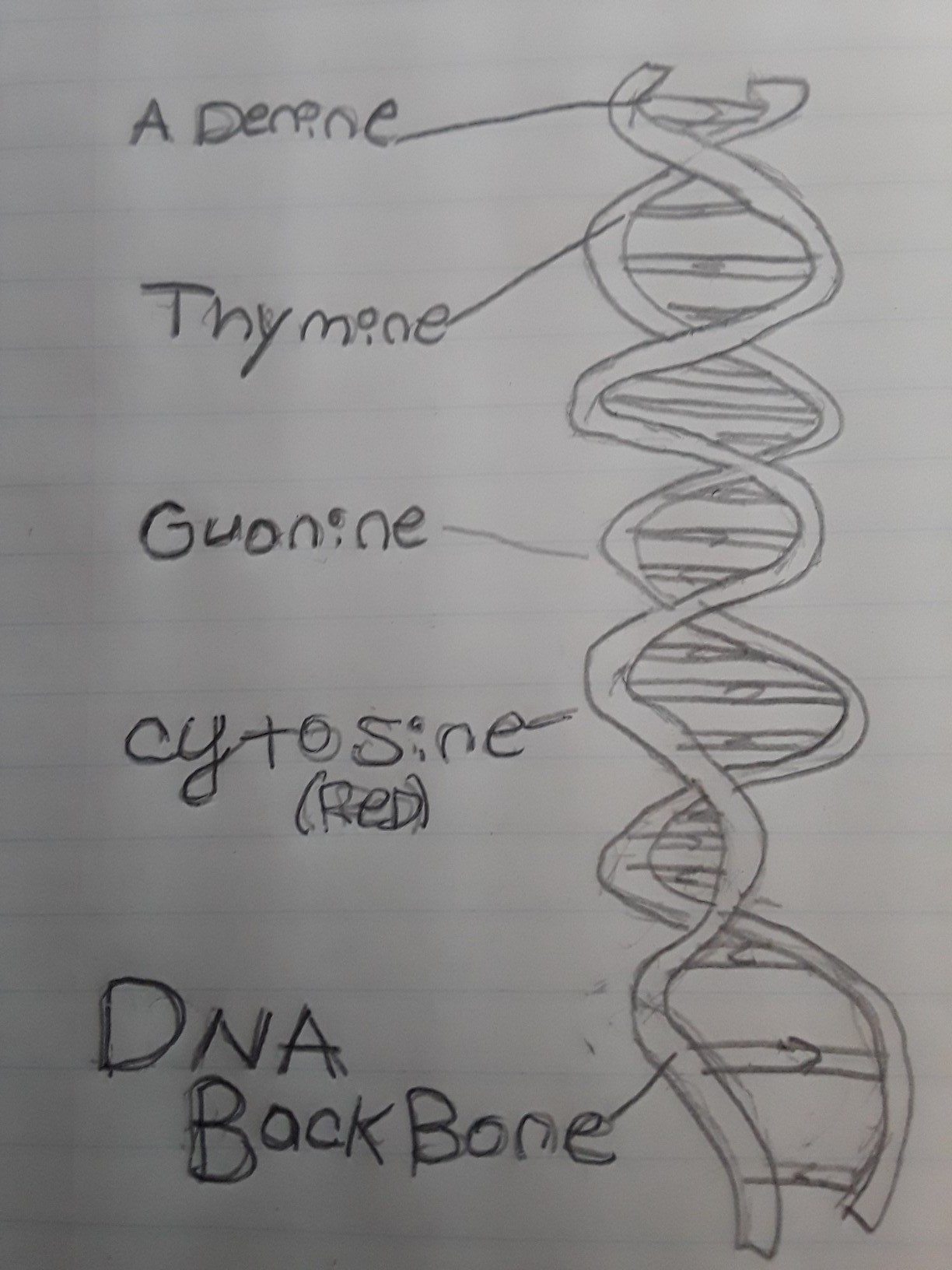 Dna Structure Drawing With Labels