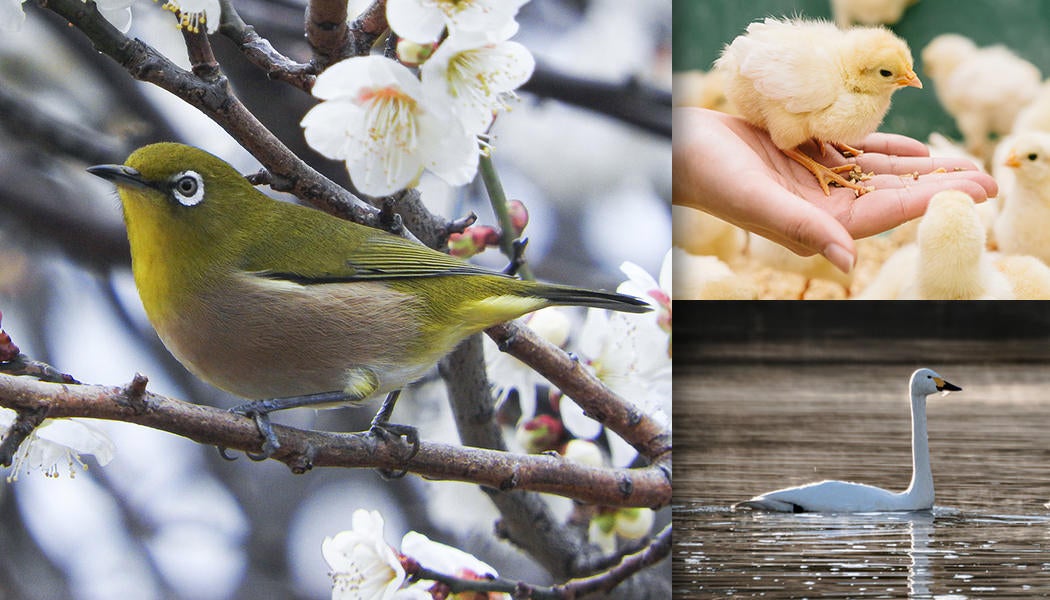 鳥に関する写真