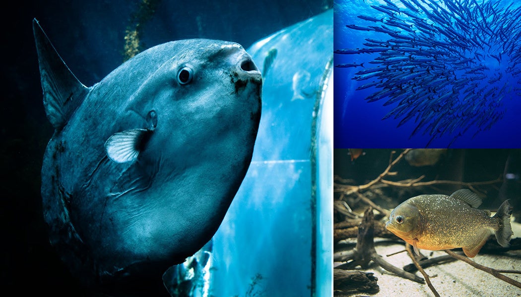 魚・水の生物に関する写真