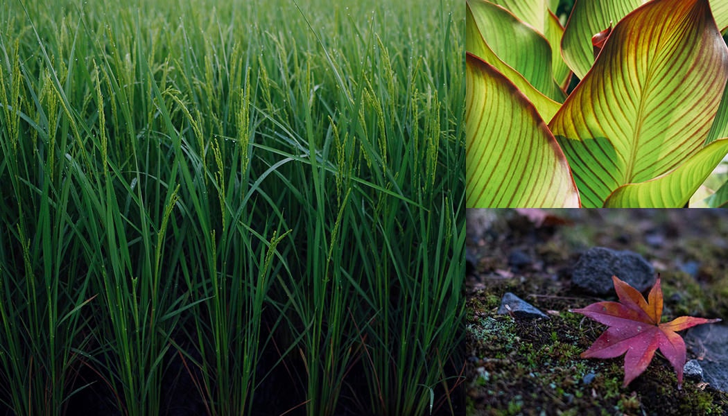 植物に関する写真