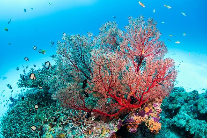 水納島のイソバナの写真