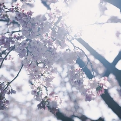 逆光と桜の花の写真