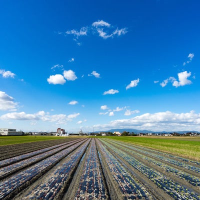 収穫を終えた畑と大刀洗の青空の写真