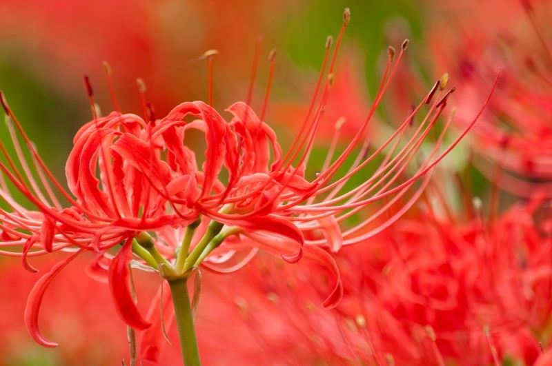 彼岸花（曼珠沙華）の写真