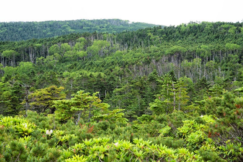 どこまでも続く北八ヶ岳の森（八ヶ岳連峰）の写真