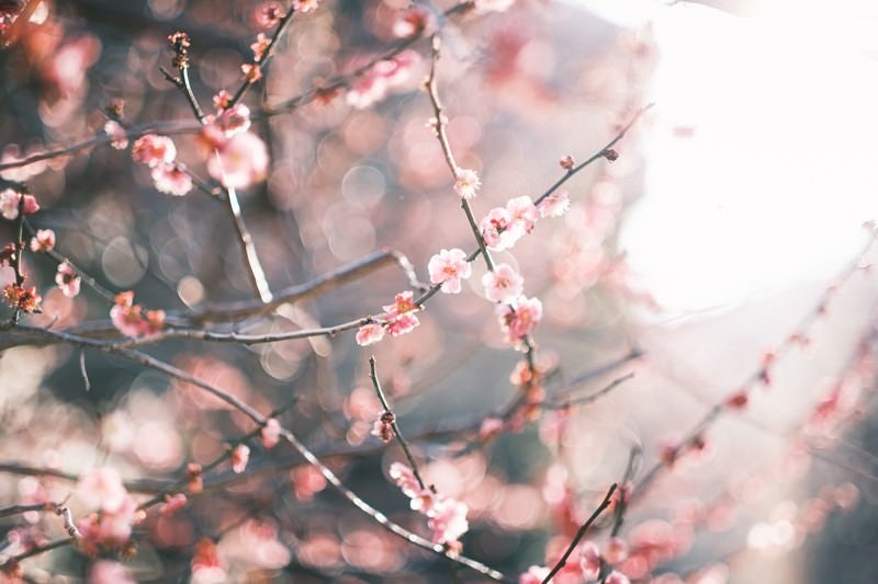 降り注ぐ陽の光と梅の花の写真